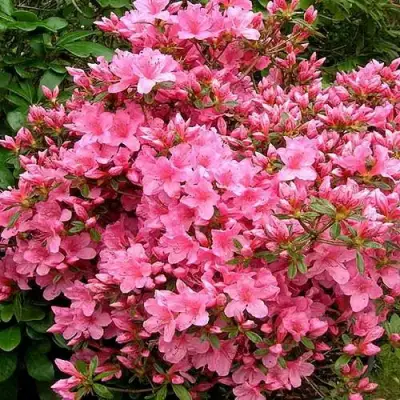 Азалия РОКОКО японская в Слониме