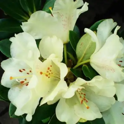 Рододендрон ГОЛДКРОН в Слониме