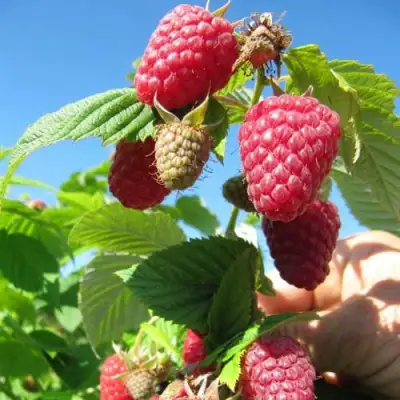 Малина ЕВРАЗИЯ в Слониме