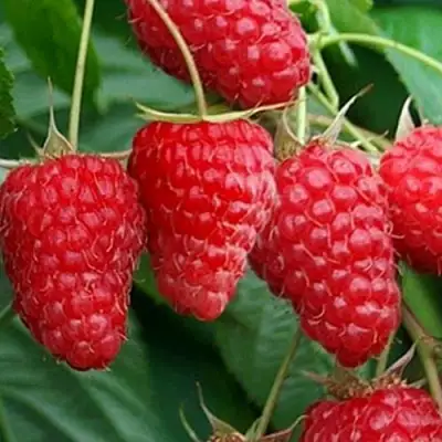 Малина КАСКАД ДЕЛАЙТ в Слониме