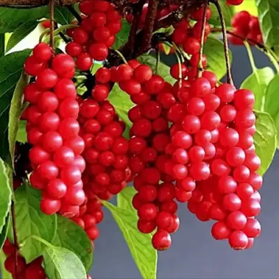 Лимонник САДОВЫЙ 1 китайский  в Слониме