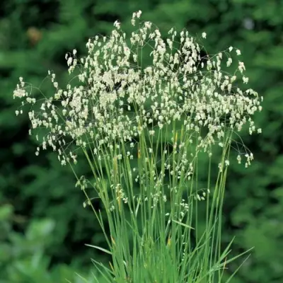 Трясунка средняя в Слониме