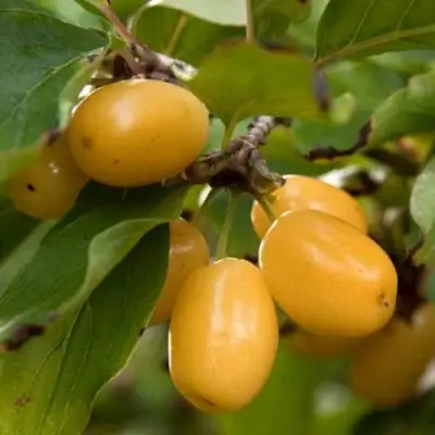 Кизил ЯНТАРНЫЙ в Слониме