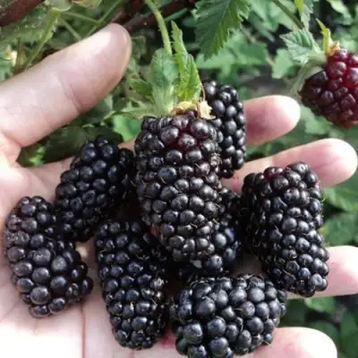 Ежевика ЛОХ НЕСС бесшипная  в Слониме