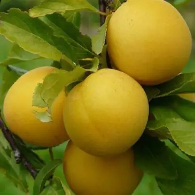 Слива СОЛНЫШКО в Слониме