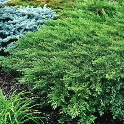 Можжевельник РОКЕРИ ДЖЕМ казацкий  в Слониме