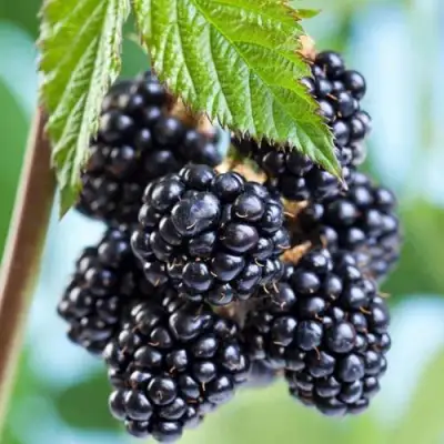 Ежевика БЛЭК САТИН бесшипная  в Слониме