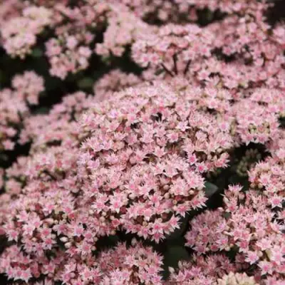 Очиток (седум) МАТРОНА в Слониме