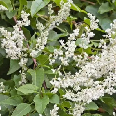 Фаллопия АУБЕРТА в Слониме