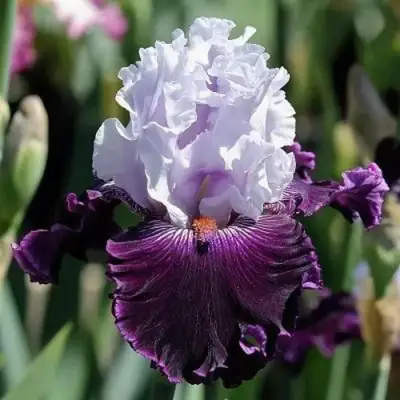 саженцы ириса