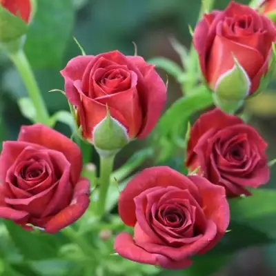 Роза ЧОКОЧИНО спрей в Слониме