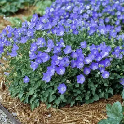 Колокольчик САНТА карпатский в Слониме