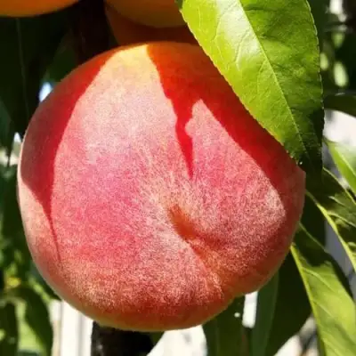 Персик ВАЙН ГОЛД Т3 в Слониме