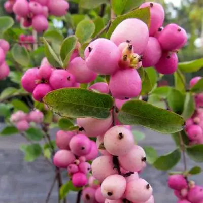 Снежноягодник ФИЕСТА БЕРРИ доренбоза в Слониме