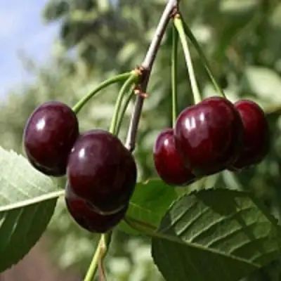 Вишня ВЛАДИМИРСКАЯ в Слониме