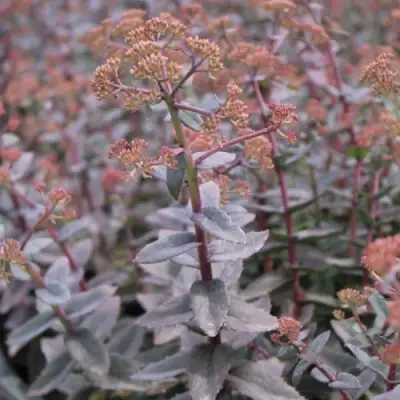 Очиток (седум) РЭЙН КСЕНОКС видный в Слониме