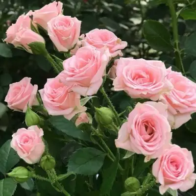 Роза КЛАССИК ЛИДИЯ спрей в Слониме