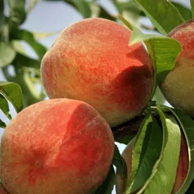 Персик ВУЛКАН в Слониме