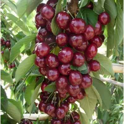 Вишня КОРОЛЕВА колонновидная в Слониме