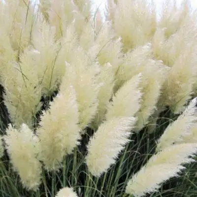 Кортадерия белая (пампасная трава) в Слониме