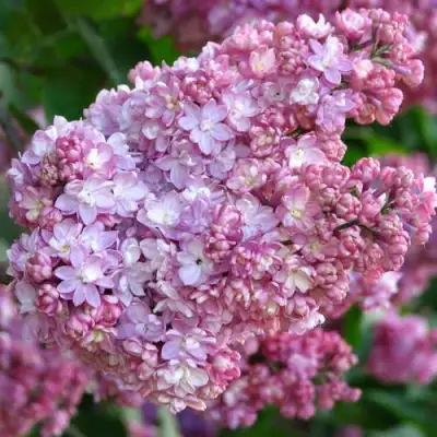 Сирень ПАМЯТЬ О ВЕХОВЕ в Слониме