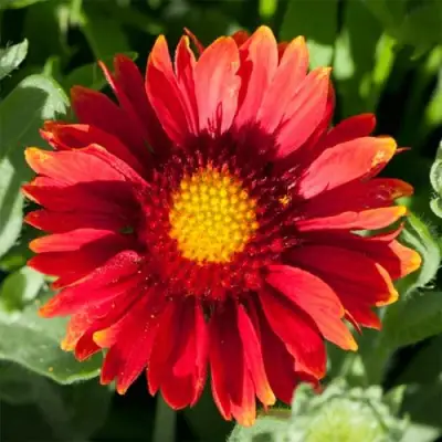 Гайлардия АРИЗОНА РЕД ШЕЙДС в Слониме