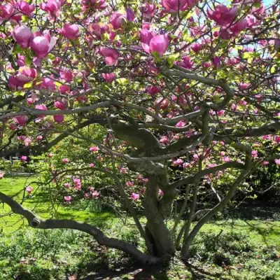 Магнолия СУЛАНЖА в Слониме
