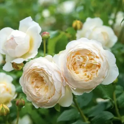 Роза КЛЭР ОСТИН английская в Слониме