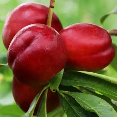 Нектарин КРЫМЧАНИН в Слониме