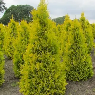 Туя САНКИСТ западная в Слониме