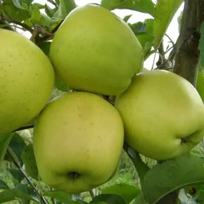 Яблоня КОШТЕЛЯ в Слониме