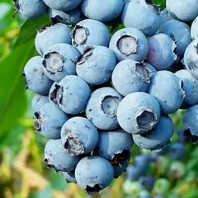 Голубика БРИГИТТА БЛЮ в Слониме