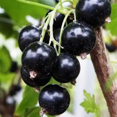 Смородина чёрная ДЕЛИКАТЕСНАЯ в Слониме