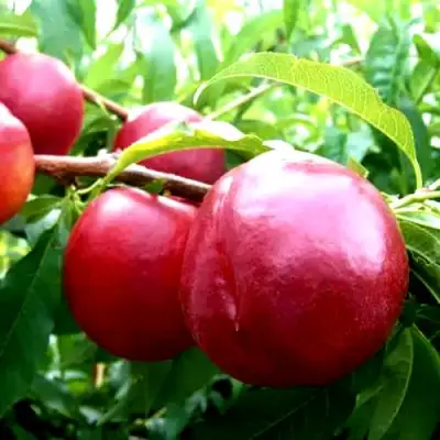 Нектарин ХАРКО в Слониме