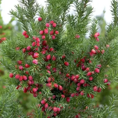 Тис ХИКСИ средний в Слониме