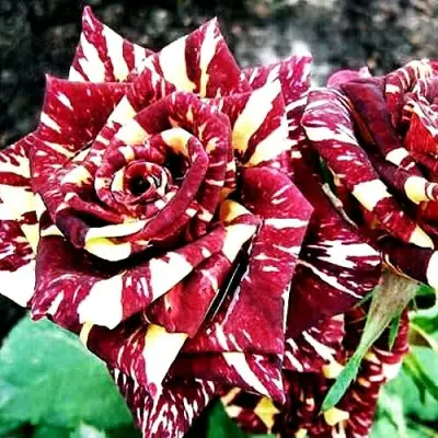 Роза ФОКУС ПОКУС флорибунда в Слониме