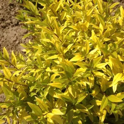 Бирючина АУРЕА обыкновенная в Слониме