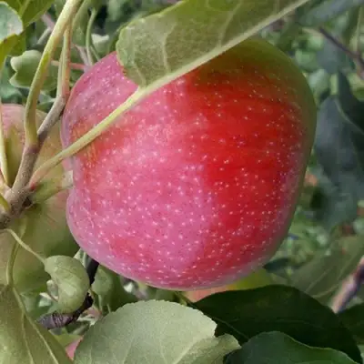 Яблоня АЛЬВА в Слониме