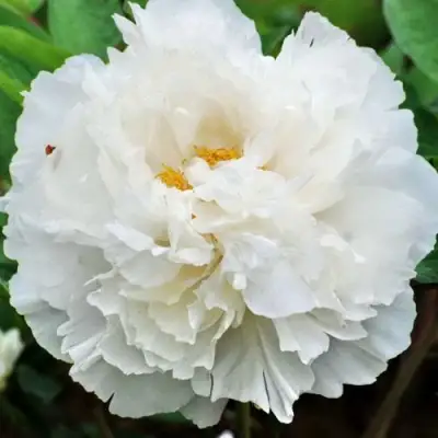 Пион БЕЛЫЙ СНЕГ древовидный в Слониме