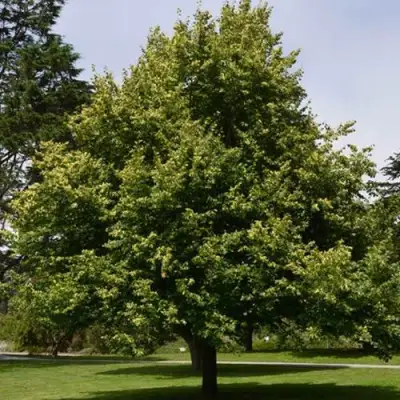 Липа сердцевидная в Слониме