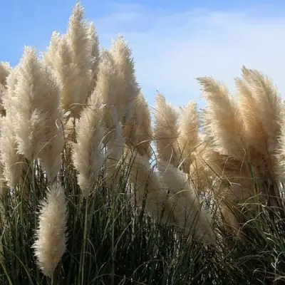 Кортадерия белая (пампасная трава) в Слониме