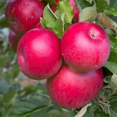 Яблоня РОЖДЕСТВЕНСКОЕ в Слониме