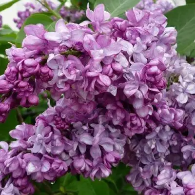 Сирень ГЕНЕРАЛ ПЕРШИНГ в Слониме