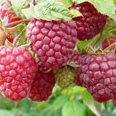 Малина ПОЛЬКА (ПОЛКА) в Слониме