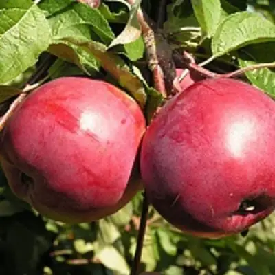 Яблоня ДАРУНАК в Слониме