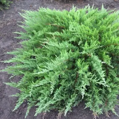 Можжевельник ТАМАРИСЦИФОЛИЯ казацкий  в Слониме