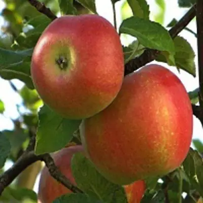 Яблоня ПЕРСИКОВАЯ в Слониме