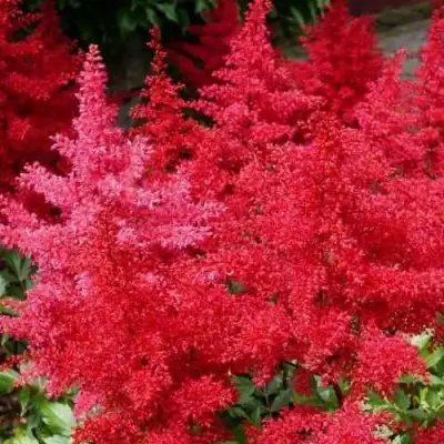 Астильба ЭТНА Арендса в Слониме