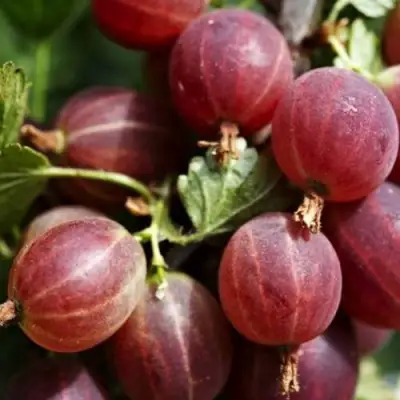 Крыжовник ХИННОМАКИ РОТ в Слониме