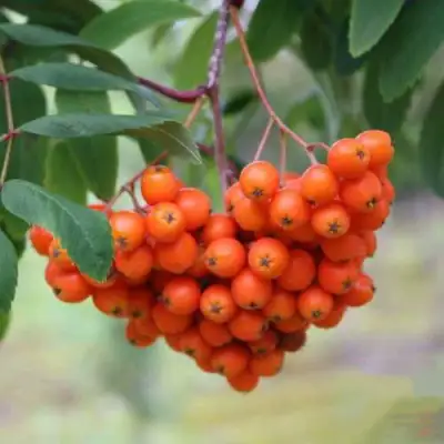 Рябина ВЕФЕД сладкоплодная в Слониме